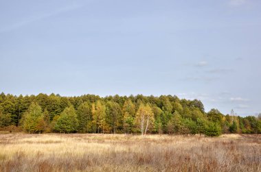 Gökyüzüne ve çayırlara karşı yoğun orman. Bir sıra ağacın ve mavi gökyüzünün güzel manzarası