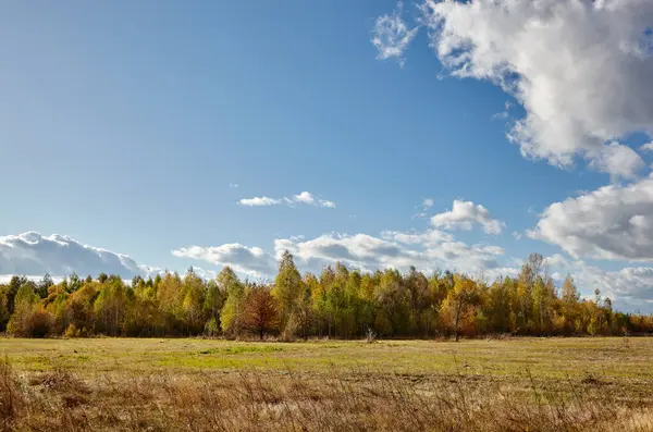 Gökyüzüne ve çayırlara karşı yoğun orman. Bir sıra ağacın ve mavi gökyüzünün güzel manzarası