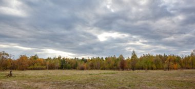 Gökyüzüne ve çayırlara karşı yoğun orman. Bir sıra ağacın ve mavi gökyüzünün güzel manzarası