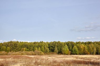 Gökyüzüne ve çayırlara karşı yoğun orman. Bir sıra ağacın ve mavi gökyüzünün güzel manzarası