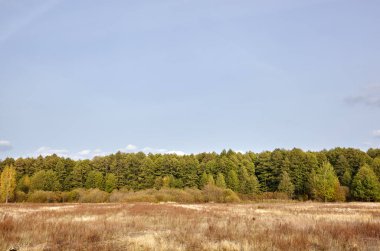 Gökyüzüne ve çayırlara karşı yoğun orman. Bir sıra ağacın ve mavi gökyüzünün güzel manzarası