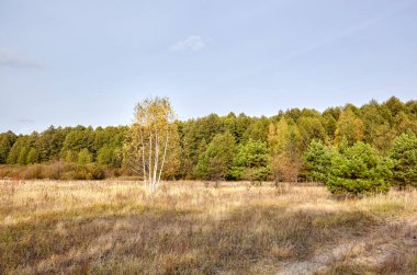 Gökyüzüne ve çayırlara karşı yoğun orman. Bir sıra ağacın ve mavi gökyüzünün güzel manzarası