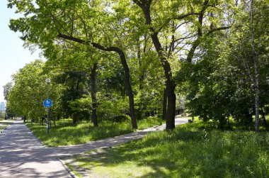 Avrupa, Kyiv 'de ağaçlar ve çimlerle çevrili bir yürüyüş yolu. Şehir parkında dinlenme yeri