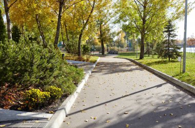 Avrupa, Kyiv 'de ağaçlar ve çimlerle çevrili bir yürüyüş yolu. Sonbahar şehir parkında dinlenme yeri