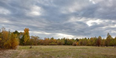 Gökyüzüne ve çayırlara karşı yoğun orman. Bir sıra ağacın ve mavi gökyüzünün güzel manzarası