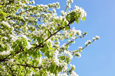 Mavi arka planda bir armut ağacının çiçek açan dalları. Çiçekli armut ağacı. Bahar zamanı çiçek açan ağaçların yumuşak odak görüntüsü