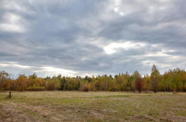 Gökyüzüne ve çayırlara karşı yoğun orman. Bir sıra ağacın ve mavi gökyüzünün güzel manzarası