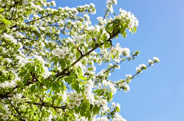 Mavi arka planda bir armut ağacının çiçek açan dalları. Çiçekli armut ağacı. Bahar zamanı çiçek açan ağaçların yumuşak odak görüntüsü