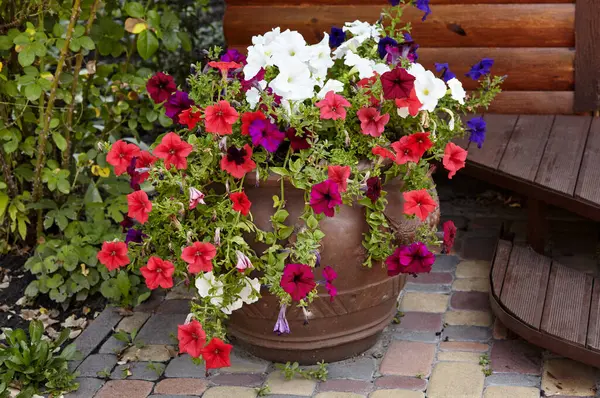 Petunya, pembe ve beyaz petunyalar seramik kapta. Şehir parkında yemyeşil renkli bahçe petunyaları. Soyadı Solanaceae, Bilimsel adı Petunia