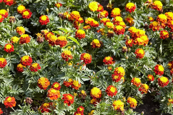 Tagetes patula fransız marigold sarı turuncu çiçek açık zeminde. Güzel Marigold Petite Harmony çiçeğini ve yaprağını park et. Seçici odak