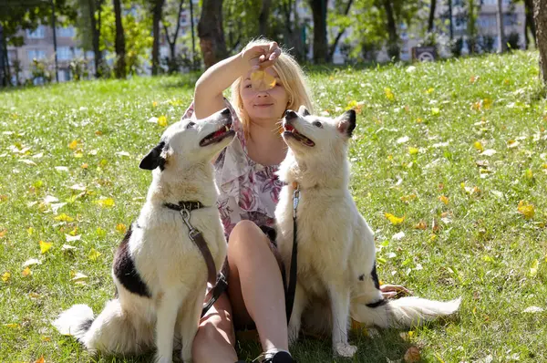 Sahibi sonbahar parkında Sibiryalı bir laika köpeğiyle oynuyor. Bir köpekle bir kadının arkadaşlığı.