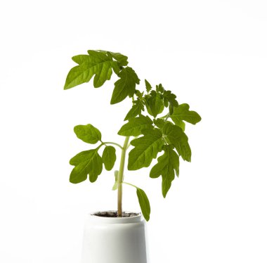 Beyaz arka planda izole edilmiş tencerede taze domates tohumları. Taze domates filizleri.