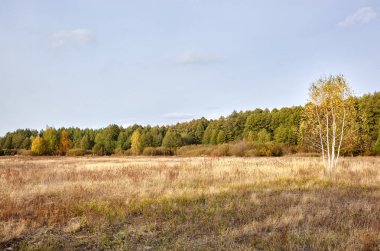 Gökyüzüne ve çayırlara karşı yoğun orman. Bir sıra ağacın ve mavi gökyüzünün güzel manzarası