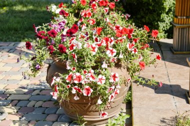 Petunya, pembe ve beyaz petunyalar seramik kapta. Şehir parkında yemyeşil renkli bahçe petunyaları. Soyadı Solanaceae, Bilimsel adı Petunia