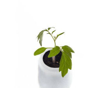 Beyaz arka planda izole edilmiş tencerede taze domates tohumları. Taze domates filizleri.