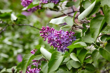 Yeşil arka planda güzel bir leylak çiçeği dalı, doğal bahar arkaplanı. Çiçekli leylak çalısı. Seçici odak, bulanık arkaplan
