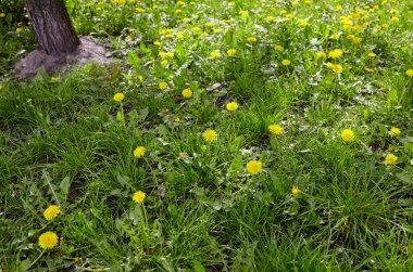 Baharda sarı karahindibalı yeşil çayır. Yerdeki sarı bahar çiçeklerine yakın çekim