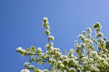 Mavi arka planda bir armut ağacının çiçek açan dalları. Çiçekli armut ağacı. Bahar zamanı çiçek açan ağaçların yumuşak odak görüntüsü