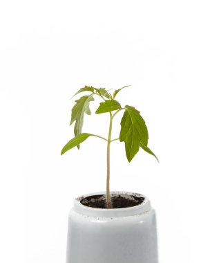 Beyaz arka planda izole edilmiş tencerede taze domates tohumları. Taze domates filizleri.