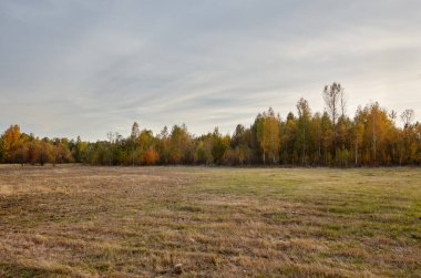 Gökyüzüne ve çayırlara karşı renkli orman. Ağaçların güzel manzarası ve mavi gökyüzü arka planı