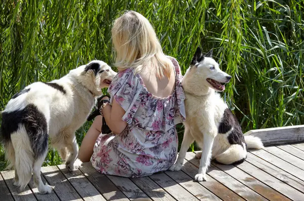 Sahibi sonbahar parkında Sibiryalı bir laika köpeğiyle oynuyor. Bir köpekle bir kadının arkadaşlığı.