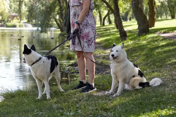 Sahibi sonbahar parkında Sibirya laika köpeğiyle yürüyor. Bir köpekle bir kadının arkadaşlığı.