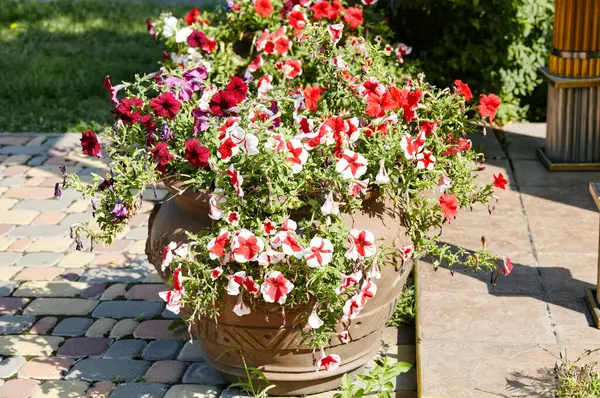 Petunya, pembe ve beyaz petunyalar seramik kapta. Şehir parkında yemyeşil renkli bahçe petunyaları. Soyadı Solanaceae, Bilimsel adı Petunia