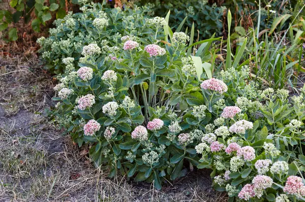 Bahçedeki güzel Sedum bitkisinin yakın çekimi. Soyadı Crassulaceae, Bilimsel adı Sedum. Seçici odak, bulanık arkaplan