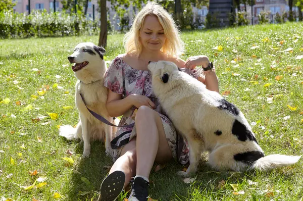 Sahibi sonbahar parkında Sibiryalı bir laika köpeğiyle oynuyor. Bir köpekle bir kadının arkadaşlığı.