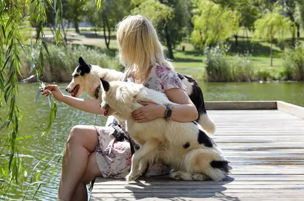 Sahibi sonbahar parkında Sibiryalı laika köpekleriyle oynuyor. Bir köpekle bir kadının arkadaşlığı.