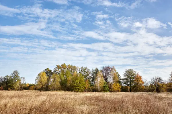 Gökyüzüne ve çayırlara karşı renkli orman. Ağaçların güzel manzarası ve mavi gökyüzü arka planı