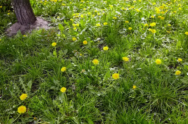 Baharda sarı karahindibalı yeşil çayır. Yerdeki sarı bahar çiçeklerine yakın çekim