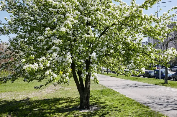 Güzel beyaz armut çiçeği. Çiçekli armut ağacı. İlkbaharda çiçek açan ağacın yumuşak odak görüntüsü