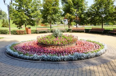 Güzel bir begonya çiçeği ve şehir bahçesinde yetişen gümüş tozu Cineraria maritima. Ekme ve bahçecilik konsepti. Şehir parkında yemyeşil renkli bahçe çiçekleri. Seçici odak