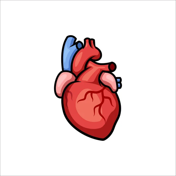 Human Heart Vector Isolated White Background — Stock Vector