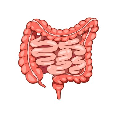 İnsan bağırsak organı taşıyıcısı. Bağırsak ve bağırsak İç organları.