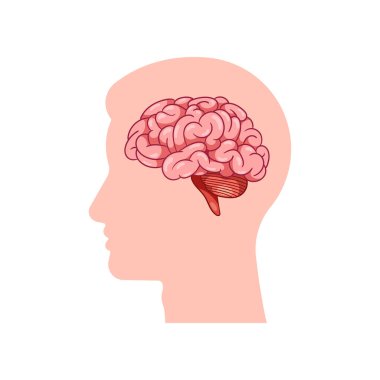 Karikatürün içinde beyni olan insan kafası.