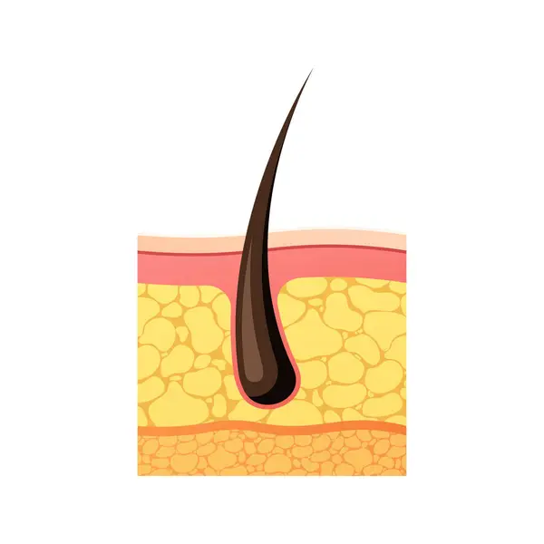 Anatomy Hair Skin Vector Isolated White Background — Stock Vector