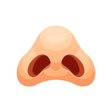 İnsan burun deliği vektörü izole edildi. Alttaki görünümde burun.