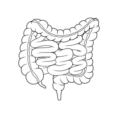 İnsan bağırsakları çizgisi sanat vektörü izole edildi.