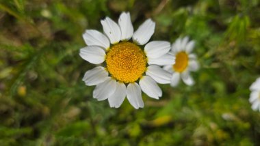 Çiçek açmış papatya