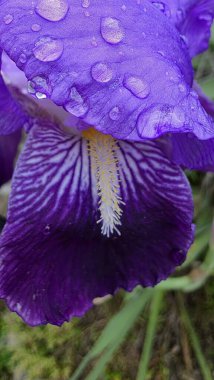 Bahçedeki güzel mor iris çiçeği