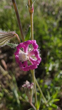 Pembe bir çiçekte güzel bir kelebeğin yakın çekimi.