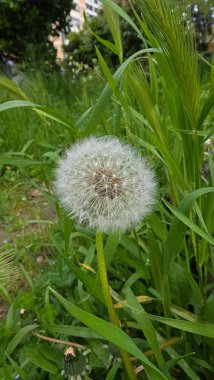 Güzel botanik fotoğrafı, doğal duvar kağıdı.