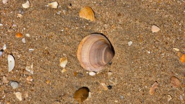 Kumdaki kabuklar ve kabuklar.