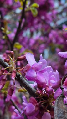 Bahçede güzel bahar çiçekleri