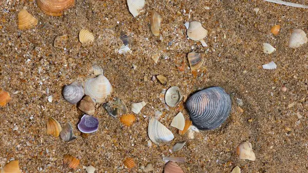 Sahilde deniz kabukları