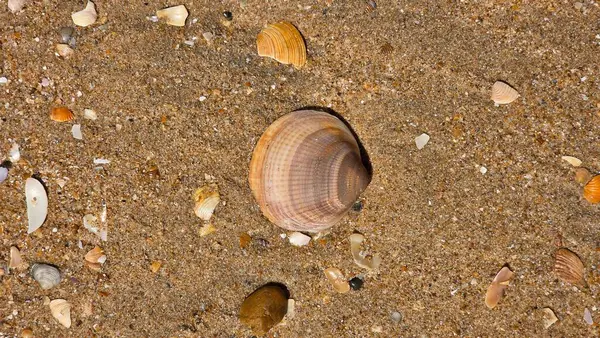 Kumdaki kabuklar ve kabuklar.