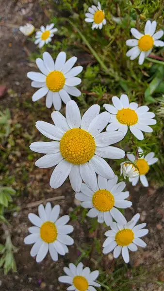 Papatya çiçeği, bitki ve doğa.