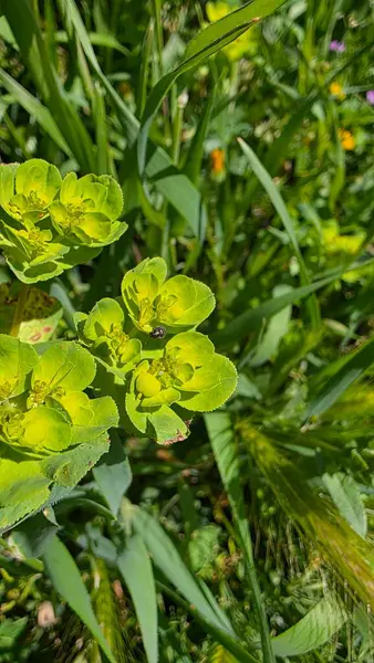 Bahçede yeşil yapraklar